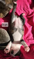 Laya, a female Boston Terrier for sale in Genoa, NE – Photo 6 of 9