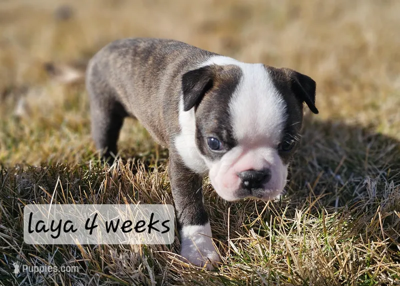 Laya, a female Boston Terrier for sale in Genoa, NE – Photo 1 of 9