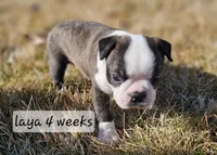 Laya, a female Boston Terrier for sale in Genoa, NE – Photo 1 of 9