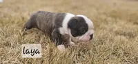 Laya, a female Boston Terrier for sale in Genoa, NE – Photo 4 of 9
