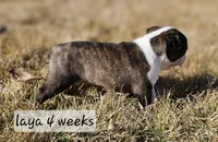 Laya, a female Boston Terrier for sale in Genoa, NE – Photo 3 of 9