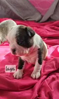 Laya, a female Boston Terrier for sale in Genoa, NE – Photo 5 of 9