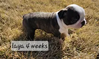 Laya, a female Boston Terrier for sale in Genoa, NE – Photo 2 of 9
