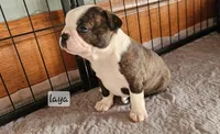 Laya, a female Boston Terrier for sale in Genoa, NE – Photo 9 of 9