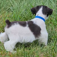 BLUE, a male Miniature Schnauzer for sale in Archbold, OH – 7 of 7