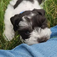 BLUE, a male Miniature Schnauzer for sale in Archbold, OH – 5 of 7
