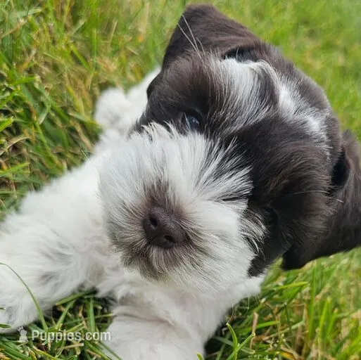 BLUE – Miniature Schnauzer puppy for sale in Archbold, OH