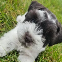 BLUE, a male Miniature Schnauzer for sale in Archbold, OH – 1 of 7