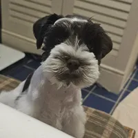 BLUE, a male Miniature Schnauzer for sale in Archbold, OH – 3 of 7