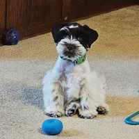 BLUE, a male Miniature Schnauzer for sale in Archbold, OH – 2 of 7