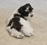 BLUE, a male Miniature Schnauzer for sale in Archbold, OH – 4 of 7