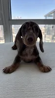 Winston , a male Miniature Dachshund for sale in Los Angeles, CA – 7 of 8