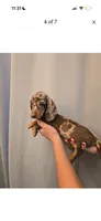 Winston , a male Miniature Dachshund for sale in Los Angeles, CA – 4 of 8