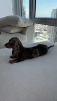 Winston , a male Miniature Dachshund for sale in Los Angeles, CA – 6 of 8
