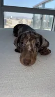 Winston , a male Miniature Dachshund for sale in Los Angeles, CA – 5 of 8