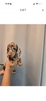 Winston , a male Miniature Dachshund for sale in Los Angeles, CA – 2 of 8