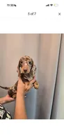 Winston , a male Miniature Dachshund for sale in Los Angeles, CA – 3 of 8