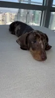 Winston , a male Miniature Dachshund for sale in Los Angeles, CA – 8 of 8