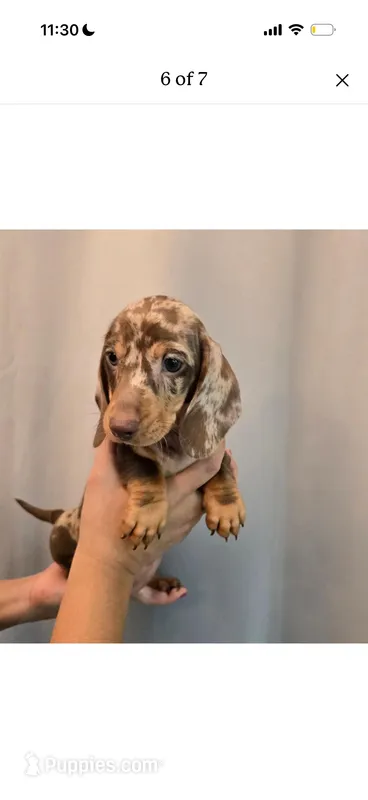 Winston  – Miniature Dachshund puppy for sale in Los Angeles, CA