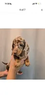 Winston , a male Miniature Dachshund for sale in Los Angeles, CA – 1 of 8