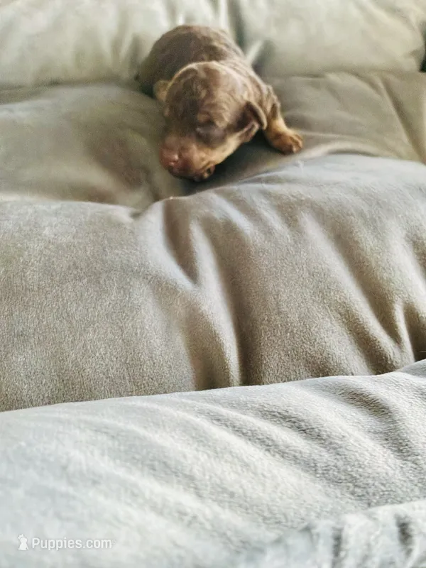 Pugsley  – Poodle - Toy  puppy for sale in Chalmette, LA