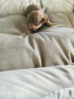 Pugsley , a male Poodle - Toy  for sale in Chalmette, LA – 1 of 5