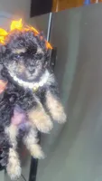 Wednesday (tea cup ), a female Poodle - Toy  for sale in Chalmette, LA – 2 of 8