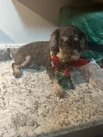 Cajun, a male Poodle - Toy  for sale in Chalmette, LA – Photo 6 of 7