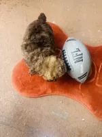 Tiny Jack , a male Poodle - Toy  for sale in Chalmette, LA – 2 of 5