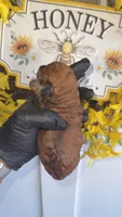 Red Phantom boy(CkC ), a male Poodle - Toy  for sale in Chalmette, LA – 4 of 8