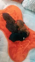 Snickers , a male Poodle - Toy  for sale in Chalmette, LA – 3 of 5