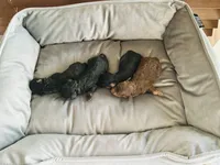 Pubert , a male Poodle - Toy  for sale in Chalmette, LA – 2 of 4