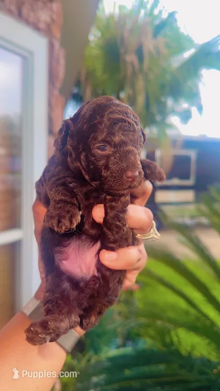 Brownie  – Poodle - Toy  puppy for sale in Chalmette, LA