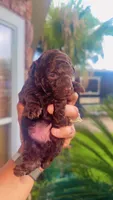 Brownie , a female Poodle - Toy  for sale in Chalmette, LA – 1 of 5