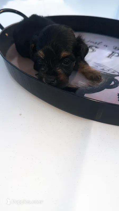 Morticia (Tea Cup ) phantom – Poodle - Toy  puppy for sale in Chalmette, LA