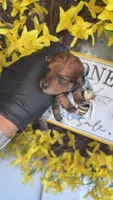 Red Phantom boy(CkC ), a male Poodle - Toy  for sale in Chalmette, LA – 3 of 8