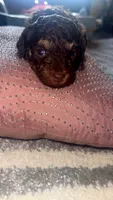 Jagger , a male Poodle - Toy  for sale in Chalmette, LA – 3 of 5