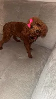 Cherry Ann , a female Poodle - Toy  for sale in Chalmette, LA – Photo 4 of 10