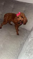 Cherry Ann , a female Poodle - Toy  for sale in Chalmette, LA – Photo 5 of 10