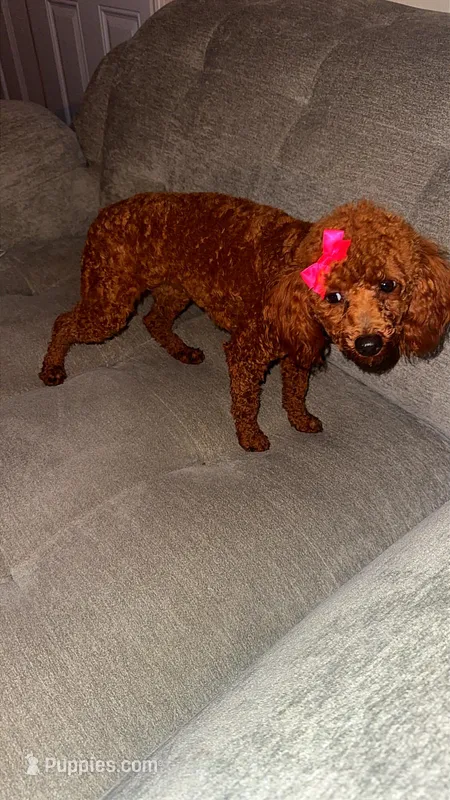 Cherry Ann  – Poodle - Toy  puppy for sale in Chalmette, LA