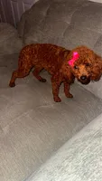 Cherry Ann , a female Poodle - Toy  for sale in Chalmette, LA – Photo 1 of 10