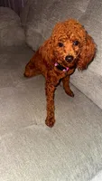 Cherry Ann , a female Poodle - Toy  for sale in Chalmette, LA – Photo 6 of 10