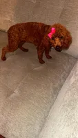Cherry Ann , a female Poodle - Toy  for sale in Chalmette, LA – Photo 2 of 10