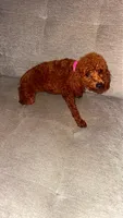 Cherry Ann , a female Poodle - Toy  for sale in Chalmette, LA – Photo 7 of 10