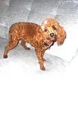 Cherry Ann , a female Poodle - Toy  for sale in Chalmette, LA – Photo 3 of 10