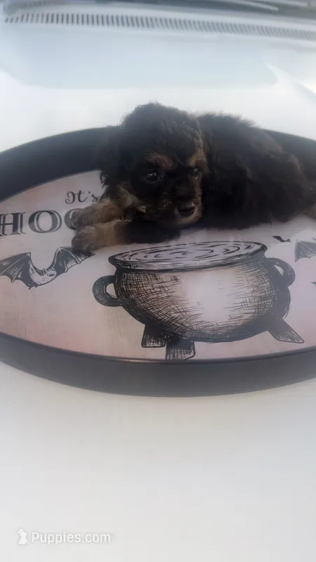 Wednesday (tea cup ) – Poodle - Toy  puppy for sale in Chalmette, LA