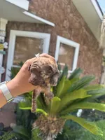 Twix (phantom), a male Poodle - Toy  for sale in Chalmette, LA – 4 of 5