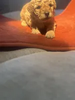 Drew , a male Poodle - Miniature  for sale in Chalmette, LA – 2 of 6