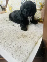Axe , a male Poodle - Miniature  for sale in Chalmette, LA – 3 of 3