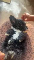 Mr.Tuxedo was stolen by someone on puppies.con, a male Poodle - Toy  for sale in Chalmette, LA – 6 of 7